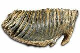 Fossil Woolly Mammoth Lower M Molar - North Sea Deposits #370395-1